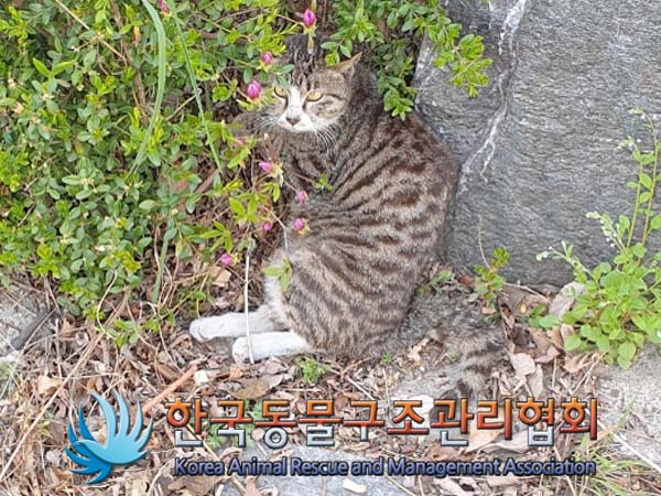 보호중 한국 고양이…